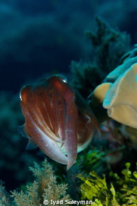 Baby Cattlefish
Sigma 70mm macro lens, 1.4x teleconverte... by Iyad Suleyman 